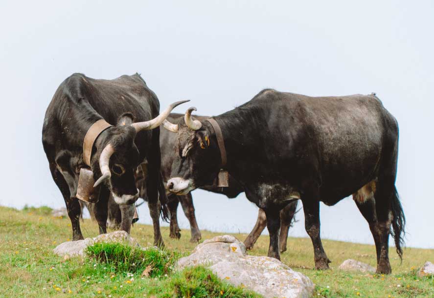 carne de tudanca