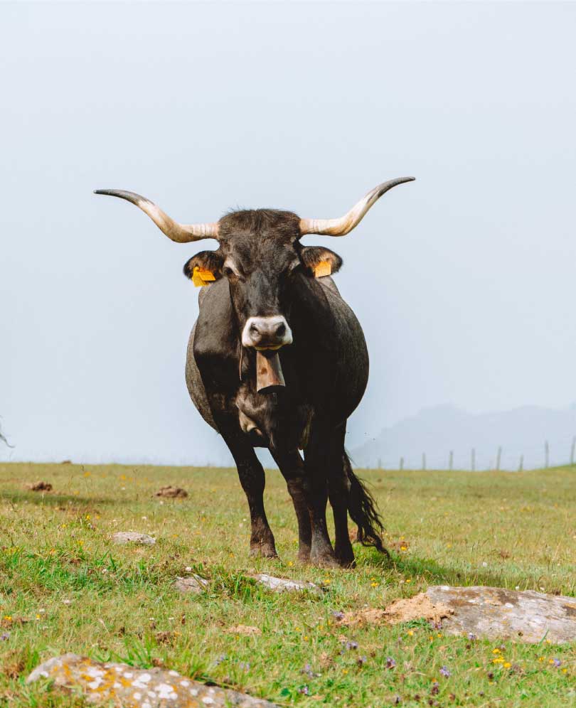 carne de tudanca